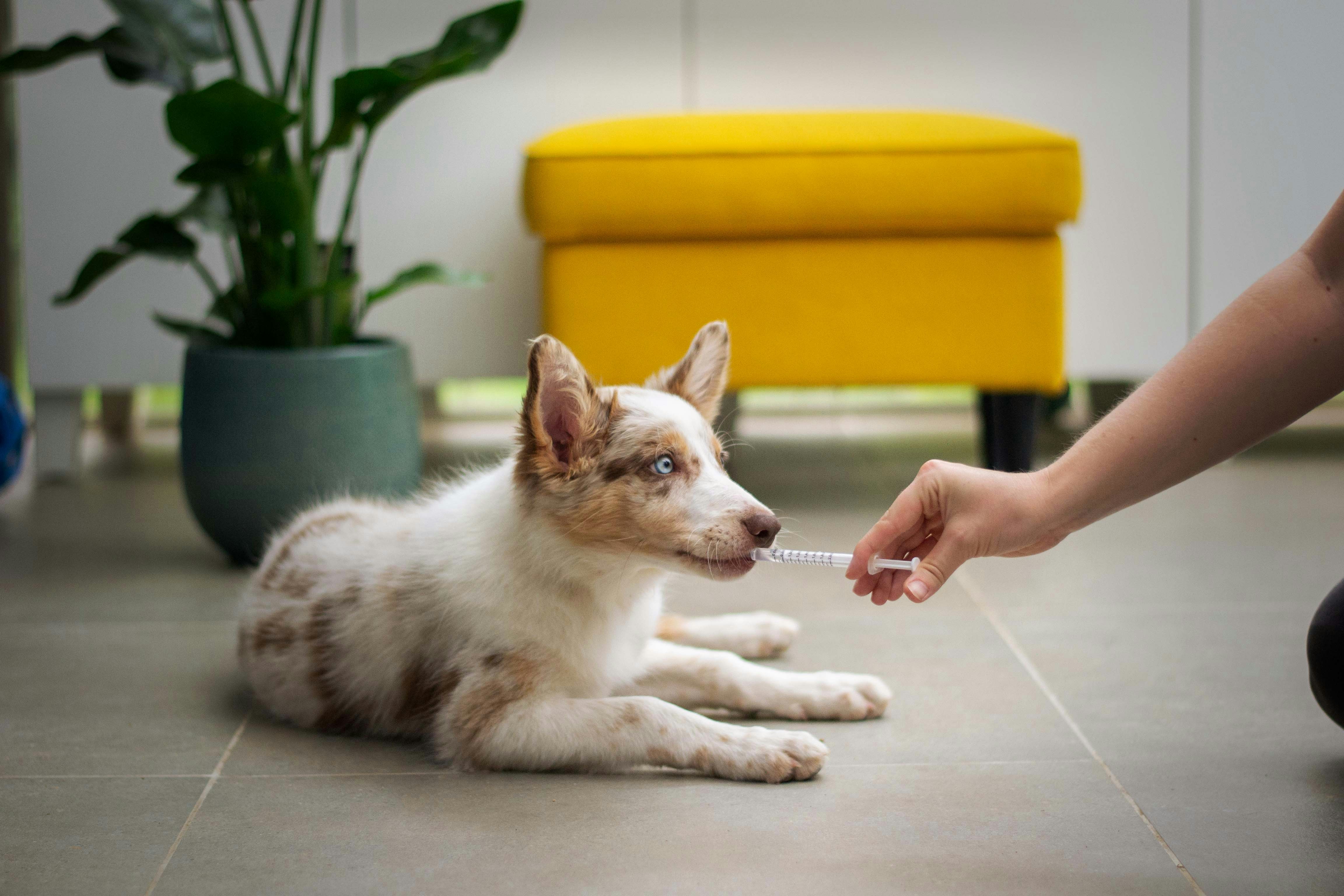 Modern veterinary clinic